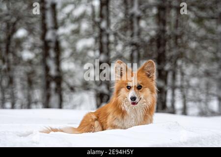 Welsh Corgi Pembroke flauschig auf einem Spaziergang in einem schönen Winterwald Stockfoto