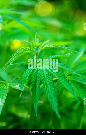 Cannabis Pflanzen wachsen. Reifen Marihuana Pflanze mit Knospen und Blätter. Textur von Marihuana Pflanzen. Hintergrund natürlich. Selektiver Fokus Stockfoto