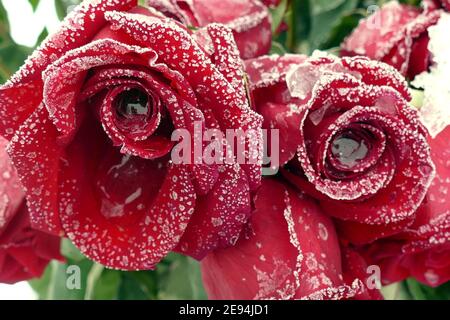 Nicht exklusiv: IVANO-FRANKIVSK, UKRAINE - 1. FEBRUAR 2021 - Rote Rosen sind mit Raureif bedeckt, Ivano-Frankivsk, Westukraine. Stockfoto