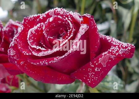 Nicht exklusiv: IVANO-FRANKIVSK, UKRAINE - 1. FEBRUAR 2021 - der Raureif bedeckt rote Rosen, Ivano-Frankivsk, Westukraine. Stockfoto