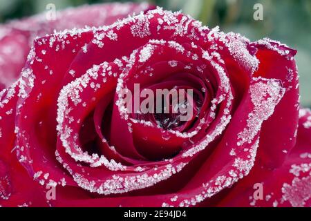 Nicht exklusiv: IVANO-FRANKIVSK, UKRAINE - 1. FEBRUAR 2021 - der Raureif bedeckt rote Rosen, Ivano-Frankivsk, Westukraine. Stockfoto