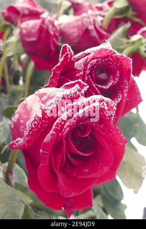Nicht exklusiv: IVANO-FRANKIVSK, UKRAINE - 1. FEBRUAR 2021 - Rote Rosen sind mit Raureif bedeckt, Ivano-Frankivsk, Westukraine. Stockfoto