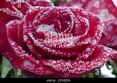 Nicht exklusiv: IVANO-FRANKIVSK, UKRAINE - 1. FEBRUAR 2021 - der Raureif bedeckt rote Rosen, Ivano-Frankivsk, Westukraine. Stockfoto