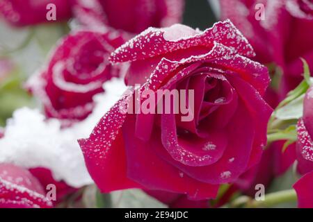 Nicht exklusiv: IVANO-FRANKIVSK, UKRAINE - 1. FEBRUAR 2021 - der Raureif bedeckt rote Rosen, Ivano-Frankivsk, Westukraine. Stockfoto