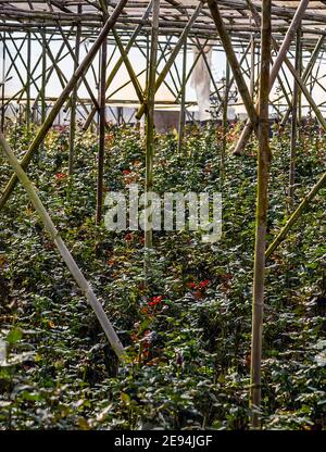 Anbau von Blume Gewächshaus Schnitt Ernte Stockfoto