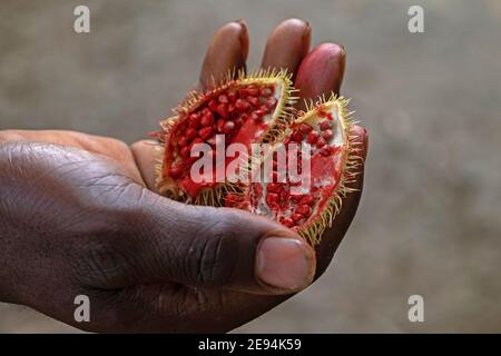 Nahaufnahme von reifen Achiote (Bixa orellana) Schoten, die die roten Samen zeigen, Quelle von Annatto, einer natürlichen orange-roten Würze, die als Lebensmittelfarbe verwendet wird Stockfoto