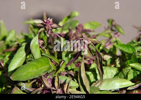 Grünes Basilikum mit violetten Blüten in Nahaufnahme. Das Konzept der gesunden Vitaminnahrung. Stockfoto