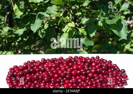 Rote Kirschen sind auf einem weißen Tisch vor einem Hintergrund aus grünem Holz verstreut. Das Konzept des Hausgartens. Stockfoto