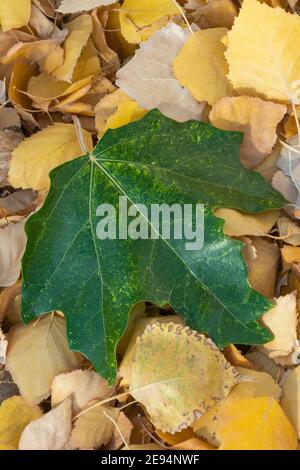 Großes grünes Blatt des kanadischen Ahorns liegt auf den oberen gelben Herbstblättern. Konzept Wechsel der Jahreszeiten. Kopierbereich, selektiver Fokus, Nahaufnahme. Stockfoto