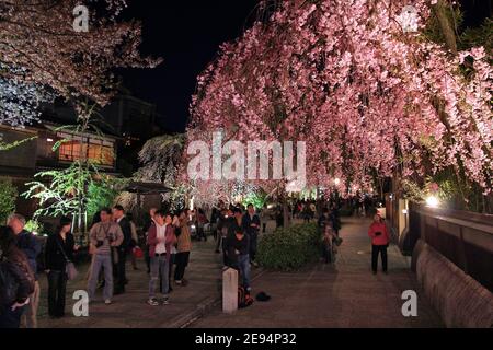 KYOTO, JAPAN - 14. APRIL 2012: Besucher genießen nächtliche Kirschblüten (Sakura) im Gion-Viertel von Kyoto, Japan. Das alte Kyoto ist ein UNESCO-Weltkulturerbe Si Stockfoto