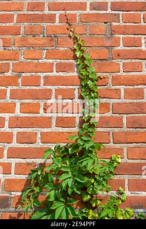 Efeu oder Trauben auf einer alten roten Ziegelmauer. Stockfoto