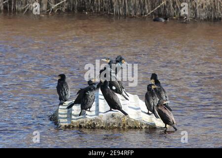 Eine Versammlung von 9 europäischen Kormoranen, die auf einem untergetauchten Dach stehen und alle einen anderen Standpunkt zu haben scheinen!. Segura River, Almeria, Spanien. Stockfoto