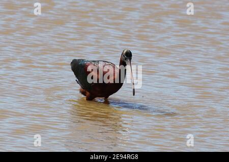 Ein einziger und einmaliger Ibis-Vogel, der durch das flache Wasser am Rande des Donana-Nationalparks in El Rocio, Andalusien, Spanien, watet. Stockfoto