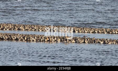 Massierte Watvögel (Knot & A Lone Curlew), die bei Flut auf der Humber-Mündungsseite der Spurn Peninsular, East Yorks, Großbritannien, auf schmalen Sandbars zusammengeschudert werden Stockfoto