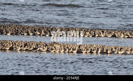 Massierte Watvögel (Knot & A Lone Curlew), die bei Flut auf der Humber-Mündungsseite der Spurn Peninsular, East Yorks, Großbritannien, auf schmalen Sandbars zusammengeschudert werden Stockfoto