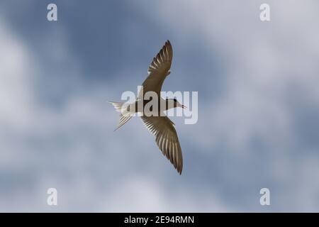 Seeschwalbe direkt über dem Himmel und gegen einen blauen Himmel mit Wolken. Yorkshire Wildlife Trust Reserve North Cave Wetlands, North Cave, East Yorkshire, Großbritannien Stockfoto