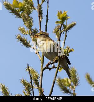 Willow Warbler (singvogel) singt sein Herz aus der Spitze eines Weidenbaumes, blauer Himmel Hintergrund. Tophill Low Naturschutzgebiet, Watton, East Yorks, Großbritannien Stockfoto