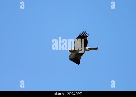 Zwergadler (hieraaetus pennatus) vor blauem Himmel, Fahrt über das Naturschutzgebiet El Fondo, in der Nähe von Crevillente, Costa Brava, Spanien. Stockfoto