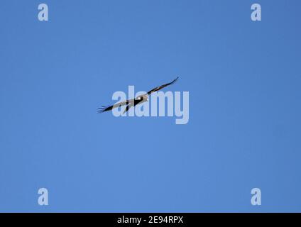 Zwergadler (dunkler Morph) vor blauem Himmel, hoch über dem Naturschutzgebiet El Fondo, in der Nähe von Crevillente, Costa Brava, Spanien. Vorderansicht. Stockfoto