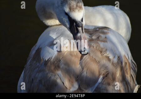 Junge Schwan london Natur Stockfoto