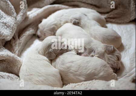 Rom, Italien: Maltesische Welpen. © Andrea Sabbadini Stockfoto