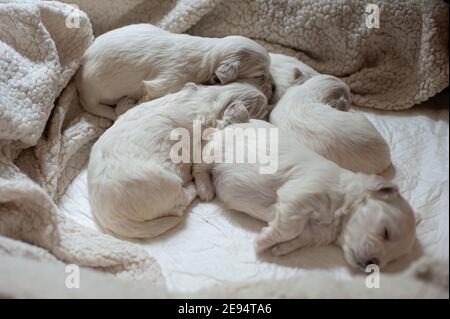 Rom, Italien: Maltesische Welpen. © Andrea Sabbadini Stockfoto