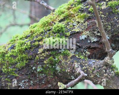 Nahaufnahme eines dicken, reifen Baumstammes, der mit grünem Moos und Flechten bedeckt ist. Stockfoto