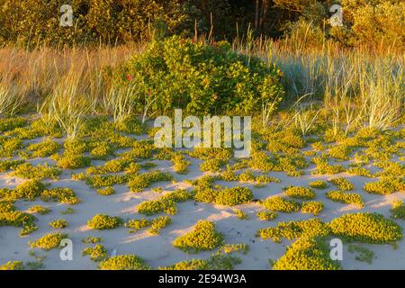 Sandstrand, Gras, Sträucher und Bäume bei Sonnenuntergang. Ostseeküste. Stockfoto