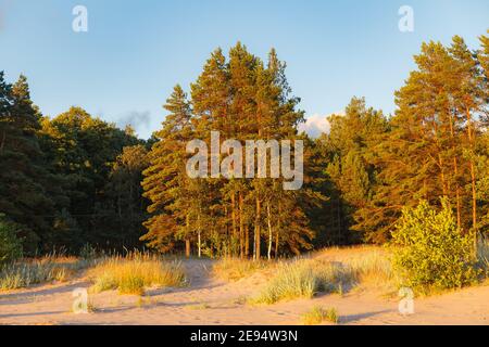 Sandstrand, Gras, Sträucher und Bäume bei Sonnenuntergang. Ostseeküste. Stockfoto