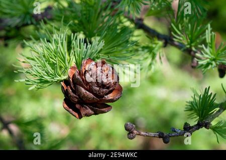 Ein Kegel des Vorjahres auf einer Lärche, umgeben von frischen Nadeln, Puumala, Finnland Stockfoto