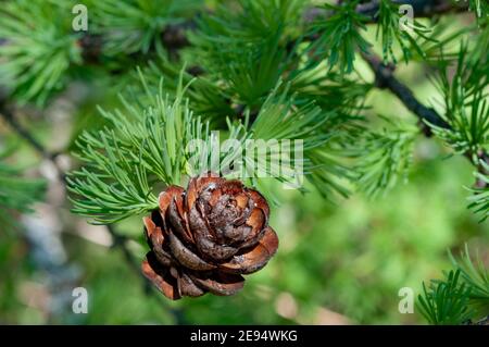 Ein Kegel des Vorjahres auf einer Lärche, umgeben von frischen Nadeln, Puumala, Finnland Stockfoto