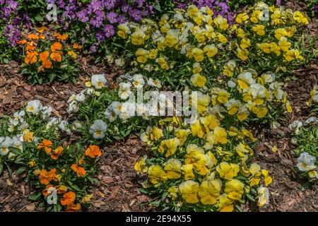Vielfalt der mehrfarbigen Stiefmütterchen zusammen in einem Garten Blumenbeet gepflanzt Mit Mulch Umgebung an einem hellen sonnigen Tag im Frühjahr Stockfoto