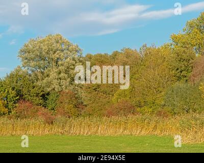 Marschland mit herbstlichen Bäumen im Bourgoyen Naturschutzgebiet, Gent, Flandern, Belgien Stockfoto