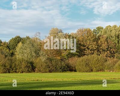 Marschland mit herbstlichen Bäumen im Bourgoyen Naturschutzgebiet, Gent, Flandern, Belgien Stockfoto