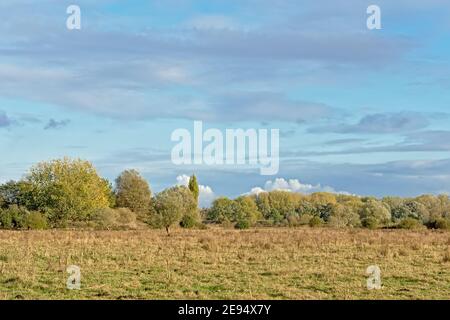 Marschland mit herbstlichen Bäumen im Bourgoyen Naturschutzgebiet, Gent, Flandern, Belgien Stockfoto