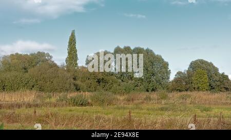 Marschland mit herbstlichen Bäumen im Bourgoyen Naturschutzgebiet, Gent, Flandern, Belgien Stockfoto