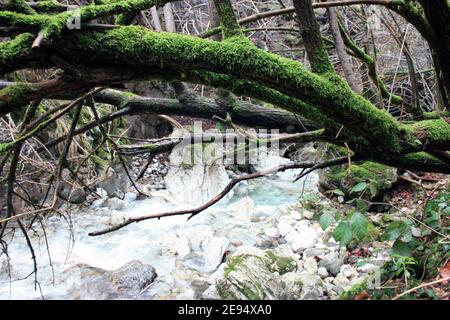 Slushy Baum Ast oder Stamm mit grünem Moos abfallend bedeckt Über fließendes Flusswasser im Wald in der Kälte Winter Stockfoto