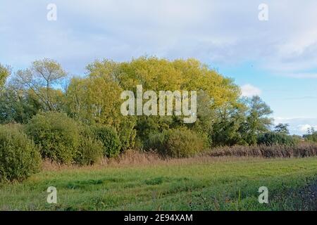 Marschland mit herbstlichen Bäumen im Bourgoyen Naturschutzgebiet, Gent, Flandern, Belgien Stockfoto