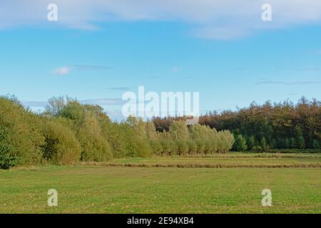 Marschland mit herbstlichen Bäumen im Bourgoyen Naturschutzgebiet, Gent, Flandern, Belgien Stockfoto