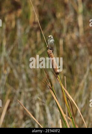 Rufous-winged Cisticola (Cisticola galactotes galactotes) Erwachsene thront auf Bullrush St. Lucia, Südafrika November Stockfoto