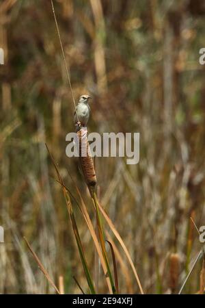 Rufous-winged Cisticola (Cisticola galactotes galactotes) Erwachsene thront auf Bullrush St. Lucia, Südafrika November Stockfoto