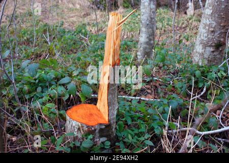 Baumstamm Holz gebrochen und in der Hälfte im Winter geschnitten Vegetation in einem Wald Stockfoto