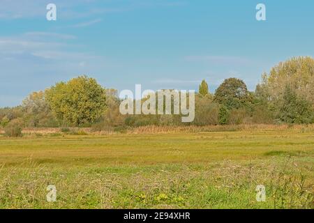 Marschland mit herbstlichen Bäumen im Bourgoyen Naturschutzgebiet, Gent, Flandern, Belgien Stockfoto