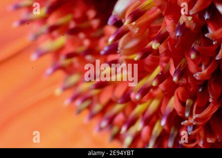 Makroaufnahme der verbrannten Gerbera Blume mit Regentropfen auf Blütenblättern. Nahaufnahme mit Bokeh Hintergrund. Sommer Schönheit und natürliche organische Grafik Stockfoto