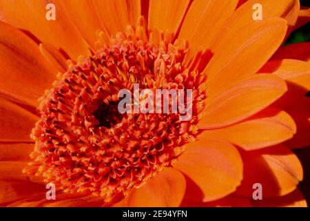 Makroaufnahme der verbrannten Gerbera Blume mit Regentropfen auf Blütenblättern. Nahaufnahme mit Bokeh Hintergrund. Sommer Schönheit und natürliche organische Grafik Stockfoto