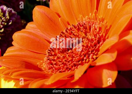 Makroaufnahme der verbrannten Gerbera Blume mit Regentropfen auf Blütenblättern. Nahaufnahme mit Bokeh Hintergrund. Sommer Schönheit und natürliche organische Grafik Stockfoto