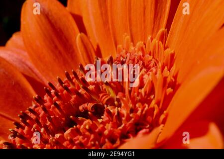 Makroaufnahme der verbrannten Gerbera Blume mit Regentropfen auf Blütenblättern. Nahaufnahme mit Bokeh Hintergrund. Sommer Schönheit und natürliche organische Grafik Stockfoto