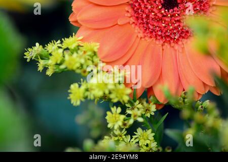 Makroaufnahme der verbrannten Gerbera Blume mit Regentropfen auf Blütenblättern. Nahaufnahme mit Bokeh Hintergrund. Sommer Schönheit und natürliche organische Grafik Stockfoto