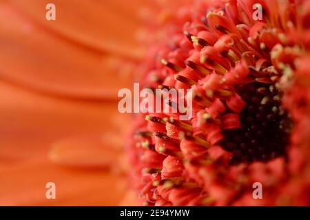 Makroaufnahme der verbrannten Gerbera Blume mit Regentropfen auf Blütenblättern. Nahaufnahme mit Bokeh Hintergrund. Sommer Schönheit und natürliche organische Grafik Stockfoto