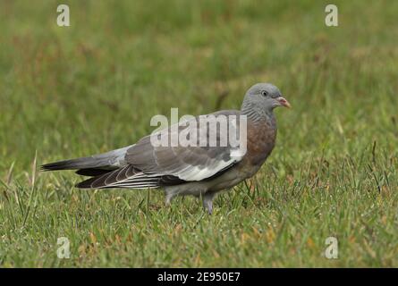 Gewöhnliche Waldtaube (Columba palumbus palumbus) jugendlich auf feuchtem Gras wandern Eccles-on-Sea, Norfolk, Großbritannien Juni Stockfoto